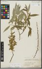 Foto von Salix alba L. x Salix fragilis L.